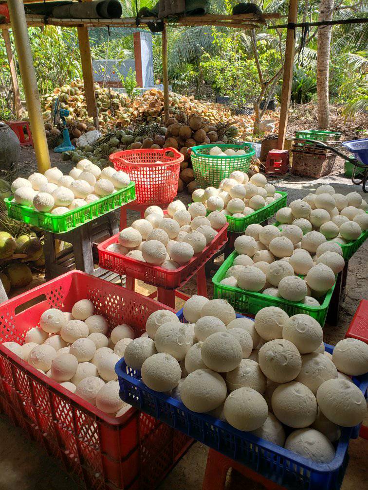 Vì Sao Dừa Trọc Được Ưa Chuộng Trên Thị Trường