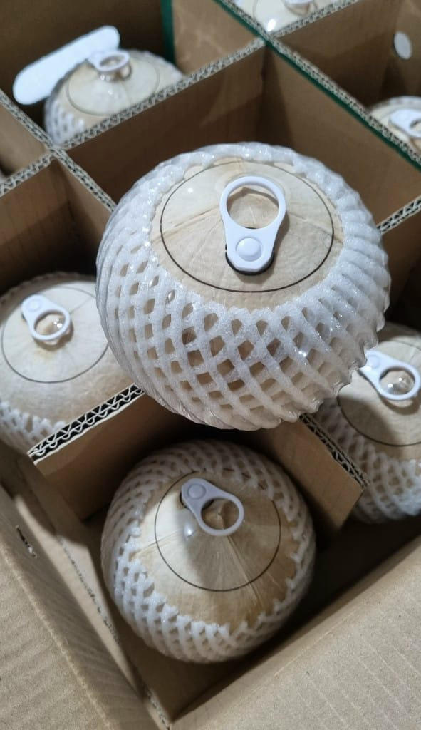 Tại Sao Nên Chọn Maccaca.vn Là Nhà Cung Cấp Dừa Nắp Khoen Uy Tín
