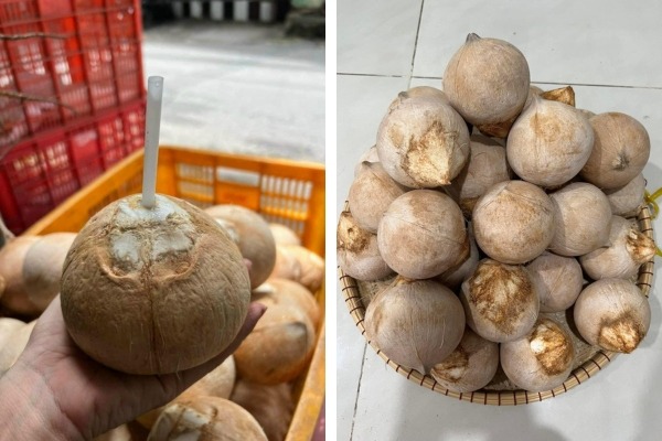Cách Bảo Quản Dừa Trọc Phổ Biến Hiện Nay