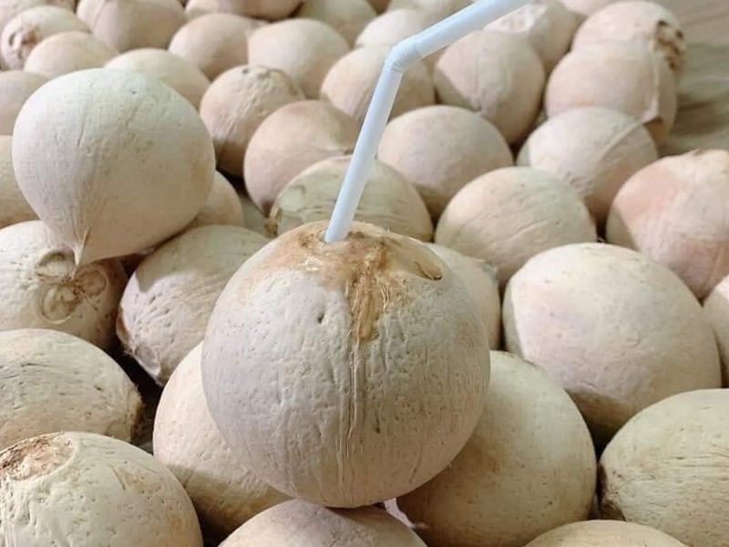 Cách Phân Biệt Dừa Trọc Sạch Và Dừa Ngâm Hóa Chất Chính Xác