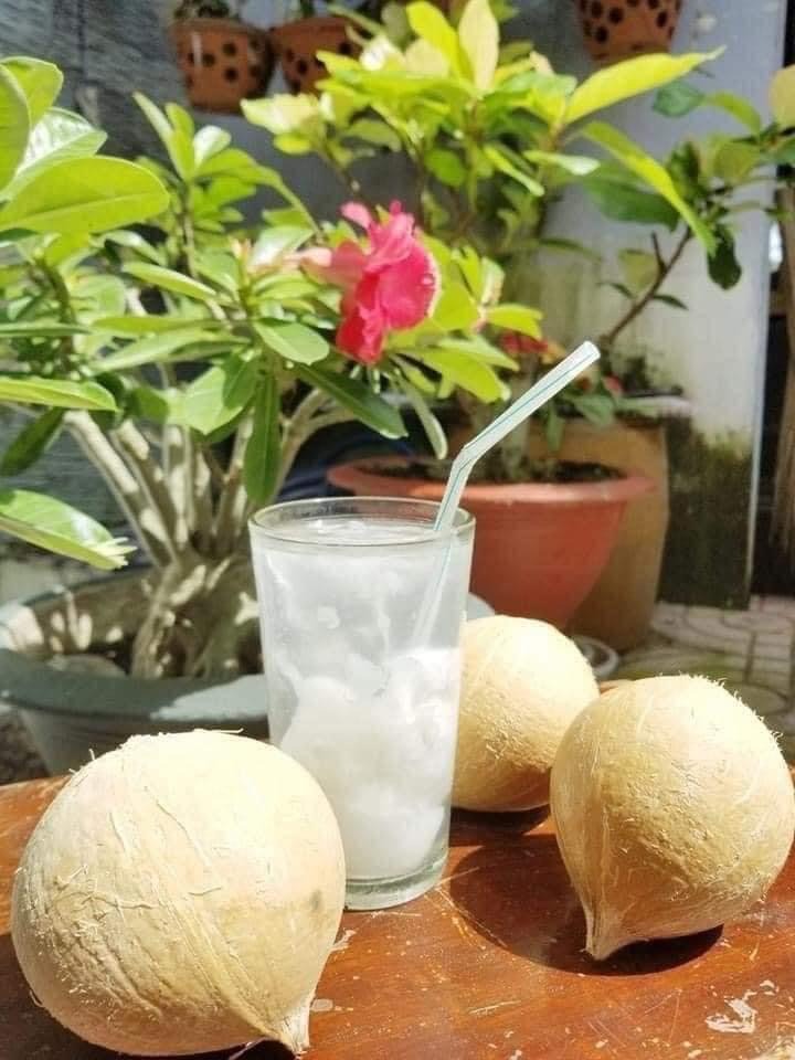 Lợi Ích Của Nước Dừa Trọc