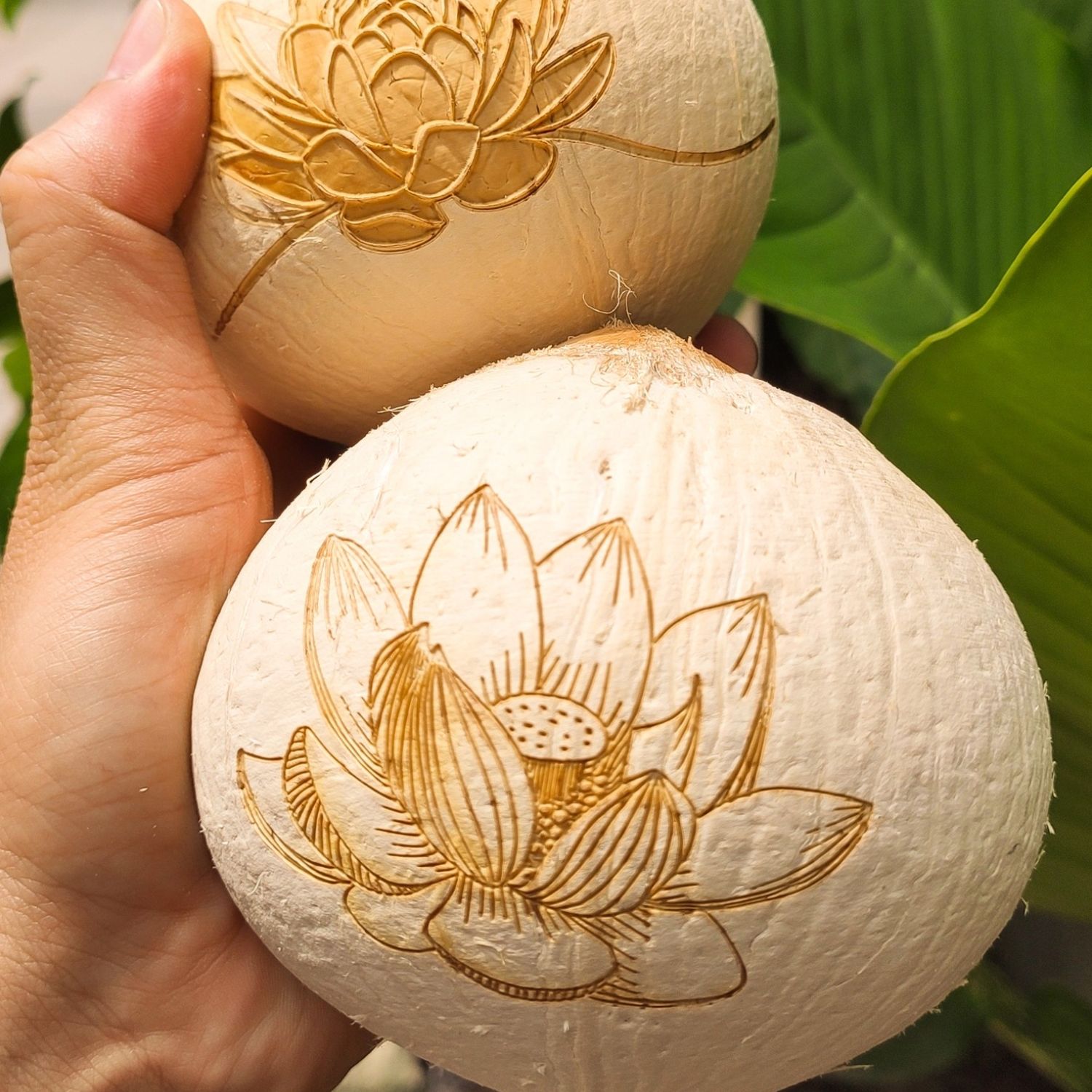 Nhà máy cung cấp dừa cúng ngày Lễ, Rằm, Phật Đản - Giá từ 20k/trái