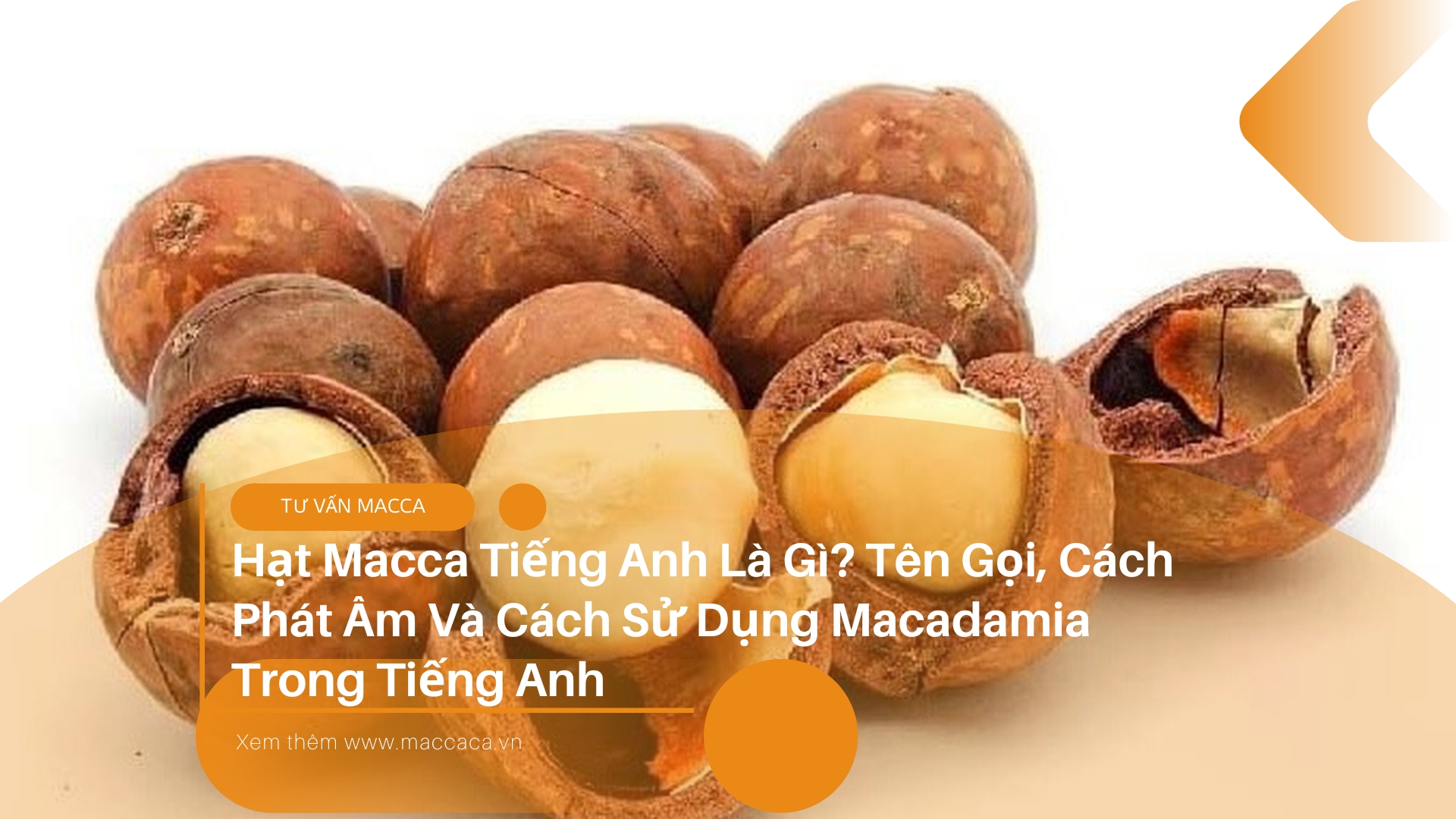 Hạt Macca Tiếng Anh Là Gì