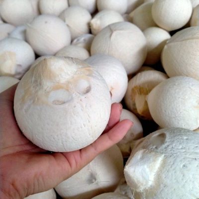 sỉ dừa trọc