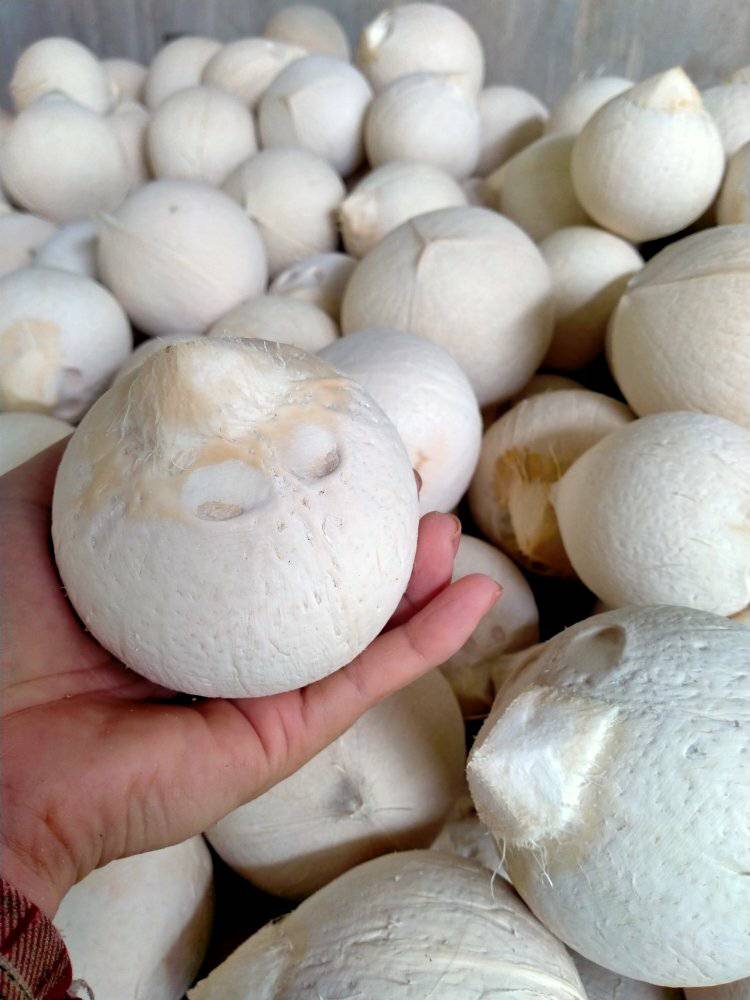 sỉ dừa trọc sỉ dừa trọc