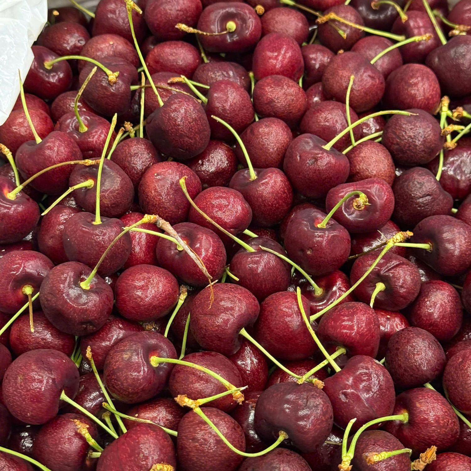 Maccaca.vn - Địa chỉ bán cherry Mỹ Big Horn nhập khẩu size 8.5 giá tốt